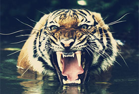 Best Photoshop Actions for Beautiful Photos Feature Image showcasing a growling tiger