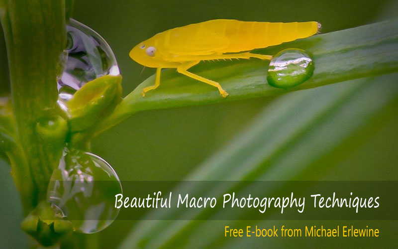 Macro photography techniques ebook cover image