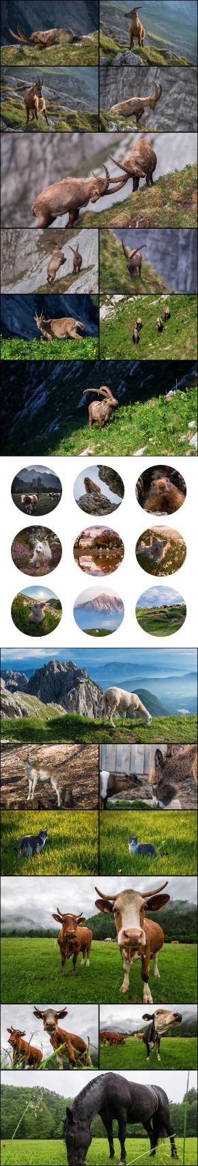 Collage of high resolution images of animals