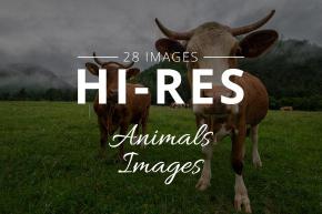 Cover images high resolution animal images