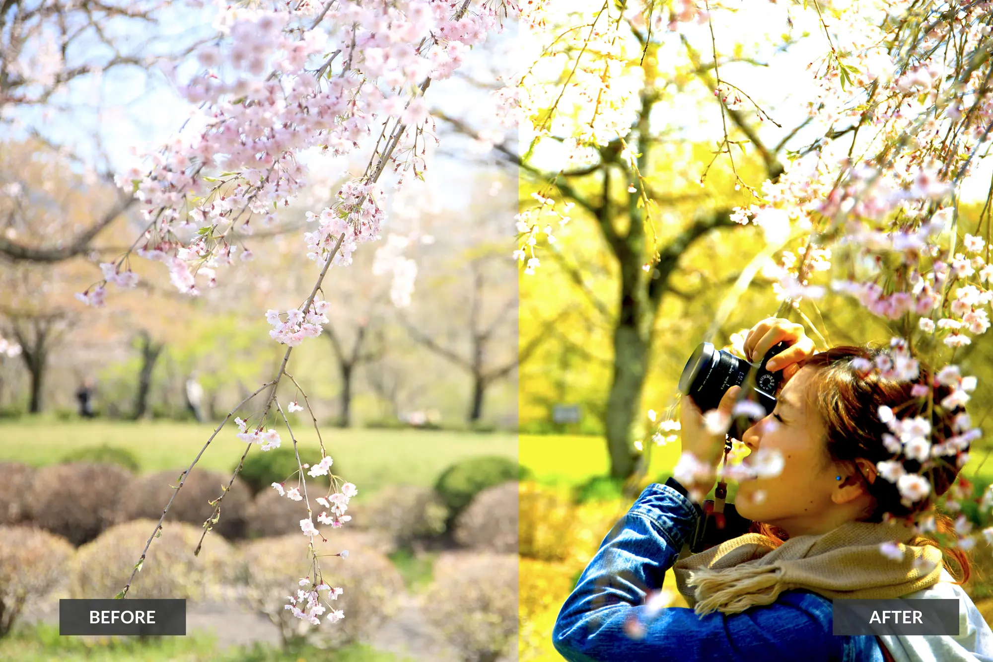 Free-photoshop-action Before After image of woman taking pictures of cherry blossom