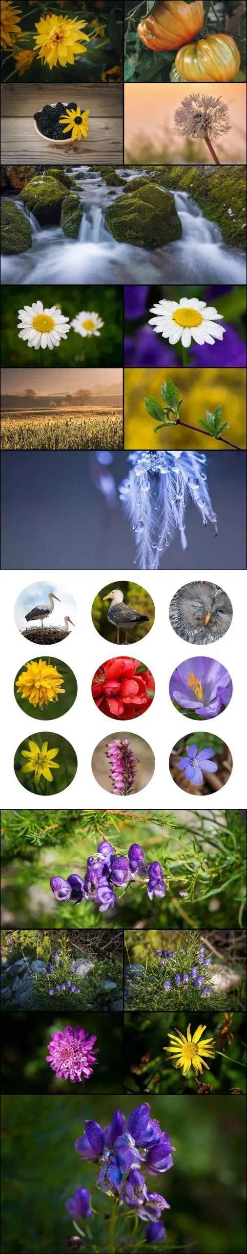 Long carousal of flower macro images