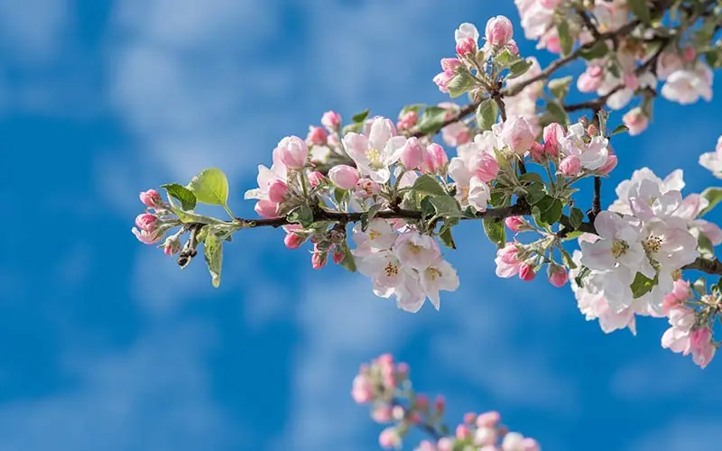cute spring wallpaper displaying flowers blossoming, free floral vector