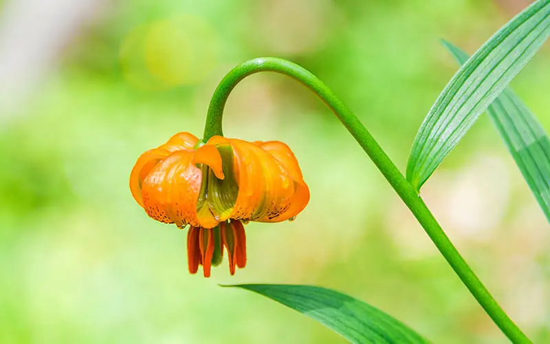 Spring Background Picture of a flower