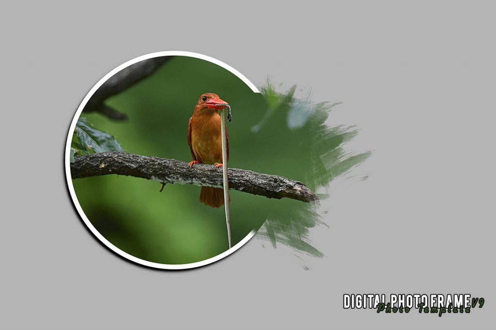 photo template