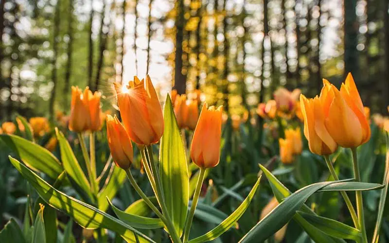 Yellow tulips wallpaper