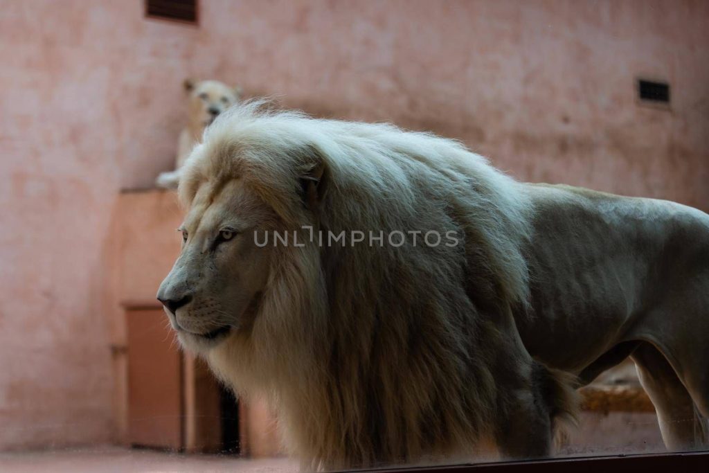 stock photo of a lion