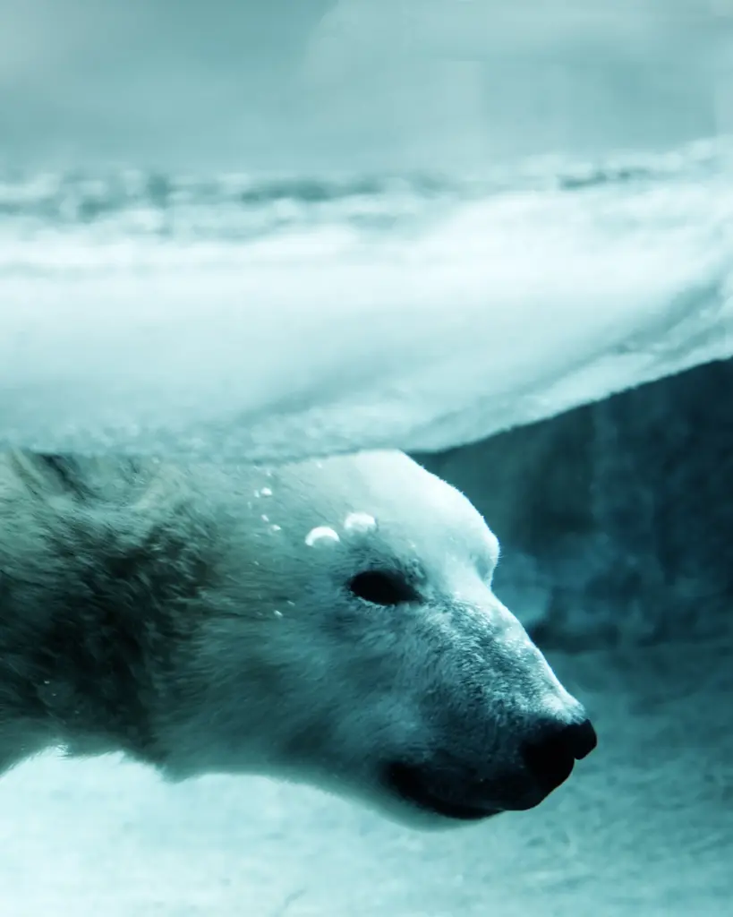 A polar bear swims through icy water - scopio stock photos