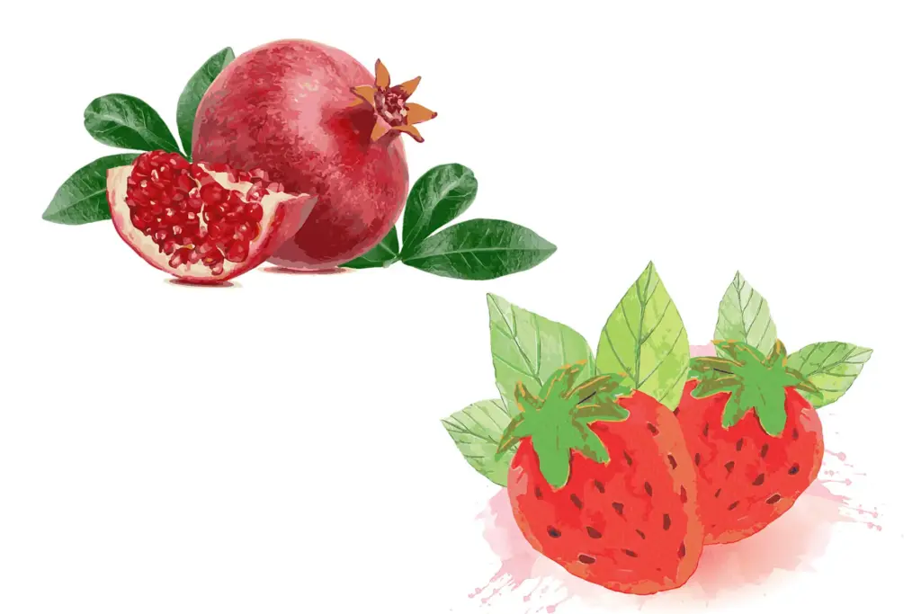watercolor illustrations of strawberry and pomegranate
