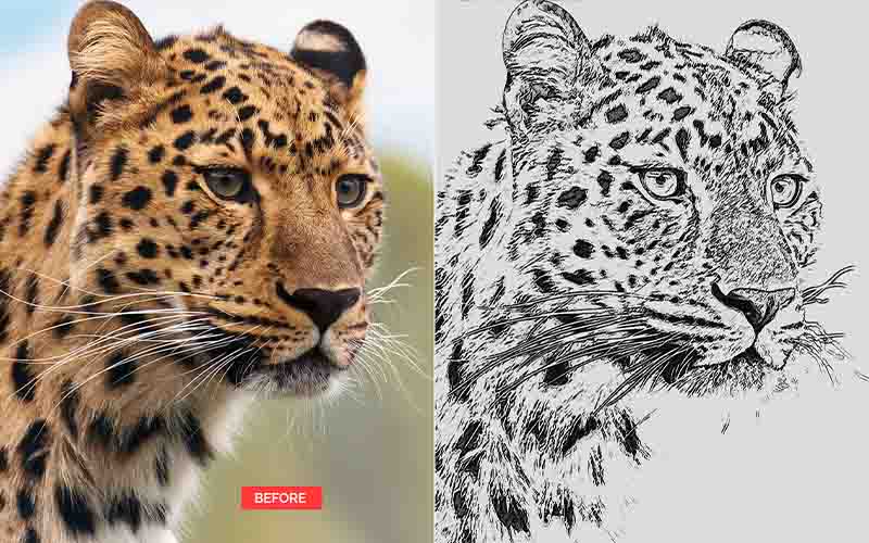 Pencil Sketch