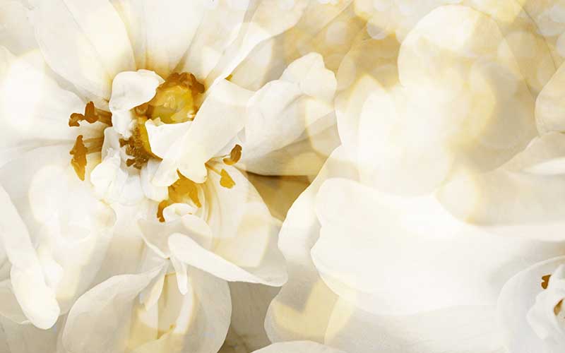 White flowers background for beautiful backgrounds