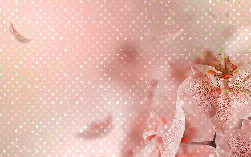 Pink flower with peach background for beautiful backgrounds