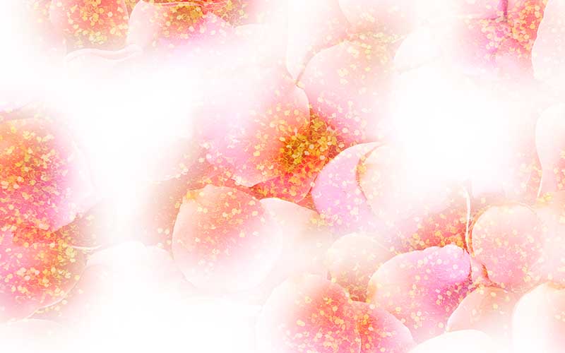 Pink flowers with white BG for beautiful backgrounds