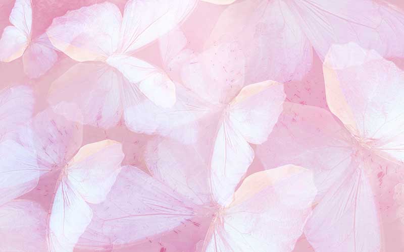 Pink pastel background with white butterflies