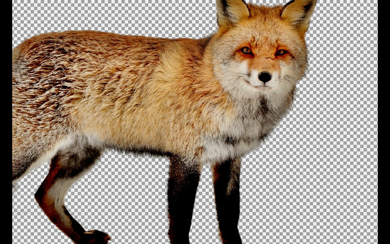 A fox standing against a checkered background in this background removal tool