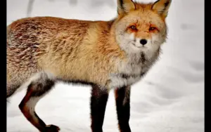 A fox standing against a snowy background in CutOut 9 Pro - remove background from photo