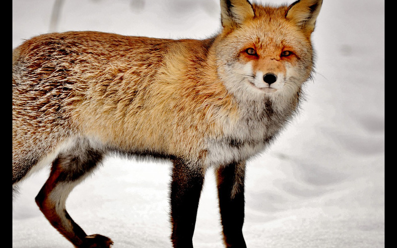 A fox standing against a snowy background