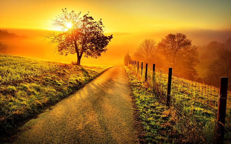 A scenery of tree, road, and sun after using HDR 9 Pro - Create High Resolution Images