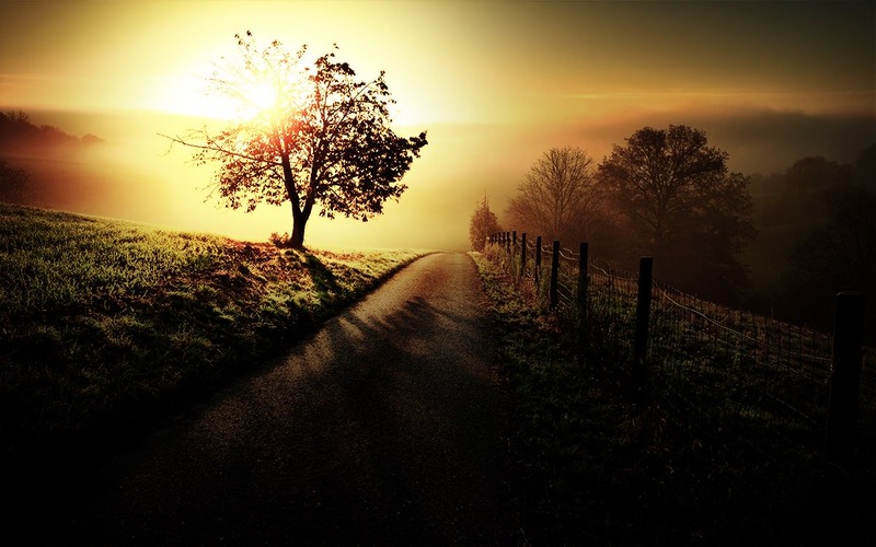 A scenery with tree, road, and sun