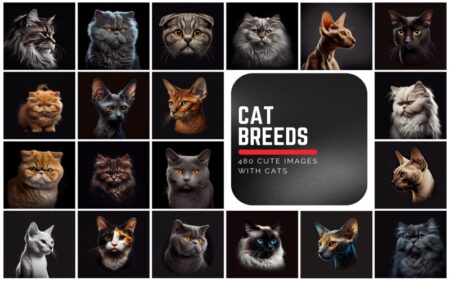 Feature image of 480 Cat Breeds Images Bundle. The image is a collage displaying, 20 cat photos on a black aesthetic black background and has a text of the bundle name in the middle right hand side of the image.