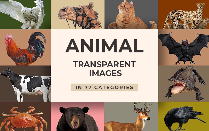 This image is a collage of all the animals that the animal transparent images bundle consists of.