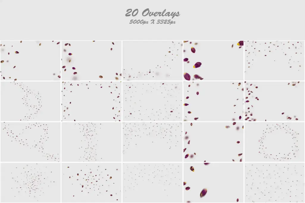 Stunning composition of gold and white tulip petals in an abstract arrangement