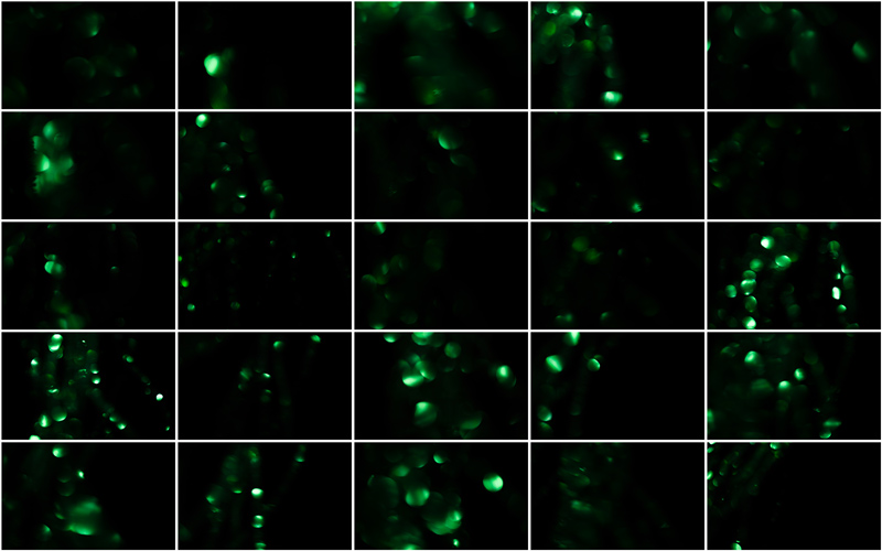 Opulent green design evoking a sense of richness and prestige