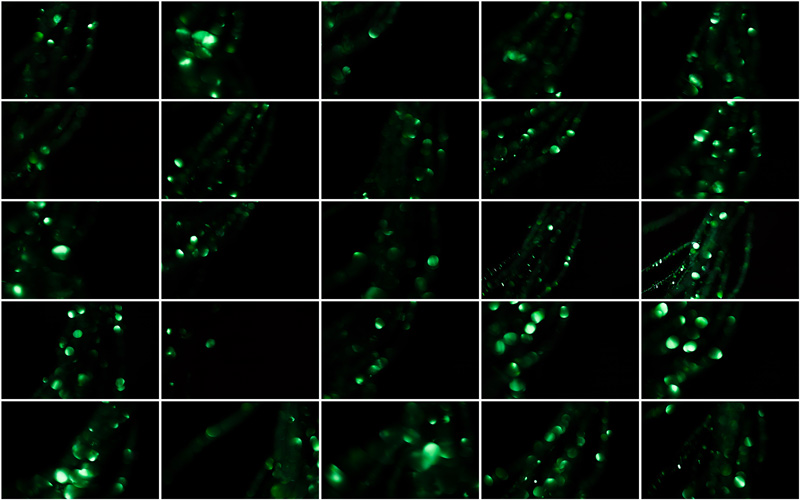 Radiant green tones creating a visually stunning pattern