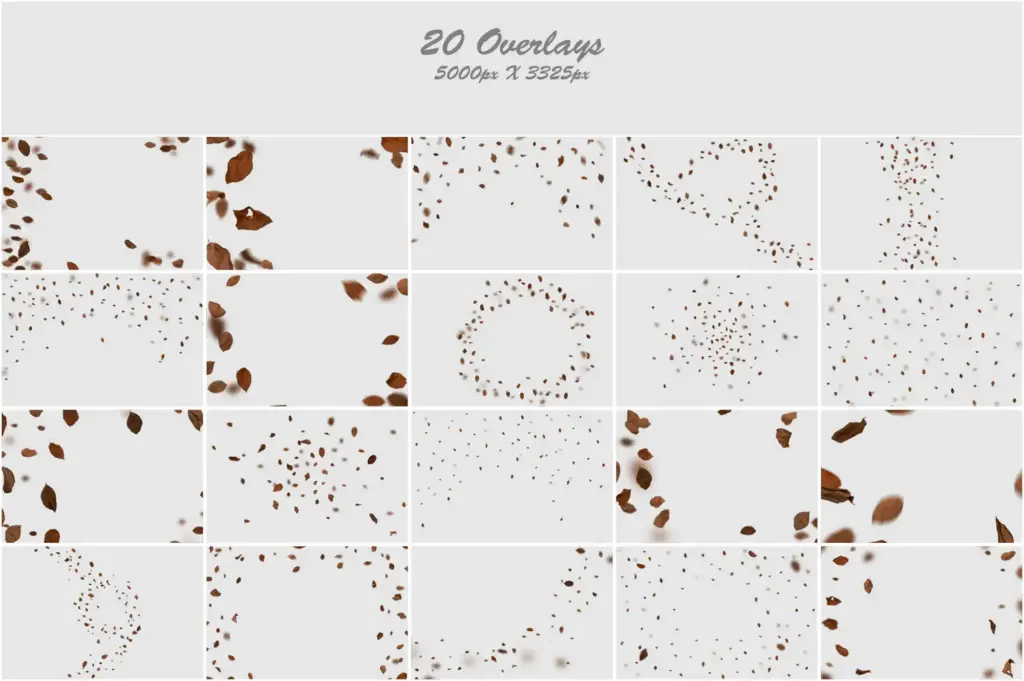 Collage of vibrant leaves and petals with different shapes and textures