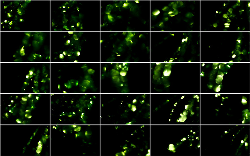 Soft and refreshing shades of light green in an artistic composition