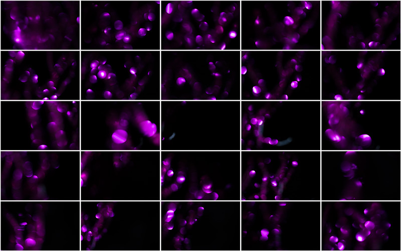 Elegant blend of magenta tones creating a calming and serene atmosphere