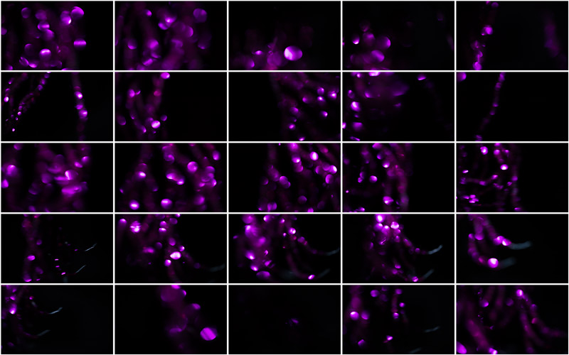 Harmonious fusion of gentle magenta shades, invoking a sense of nature and harmony