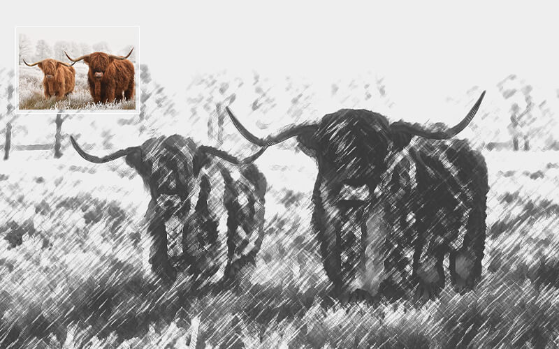 Image showcases two Bisons sketch