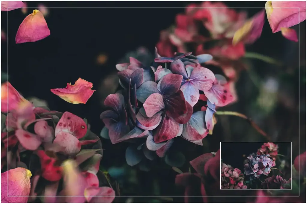 Old Pink Roses overlay used on a picture of flower plant