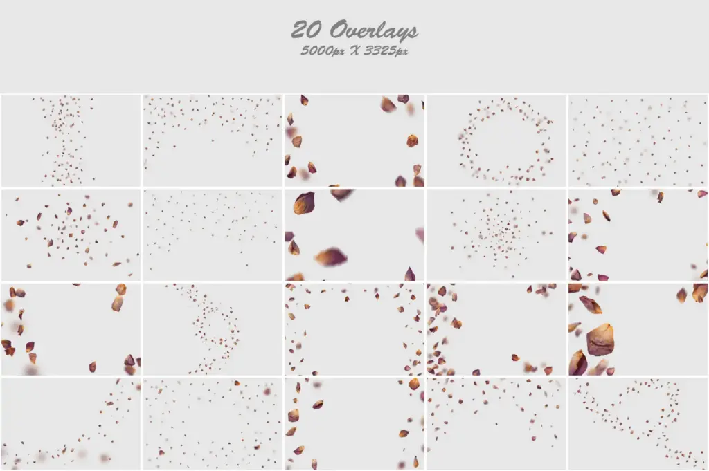 Aged and withered roses arranged in an intriguing collage