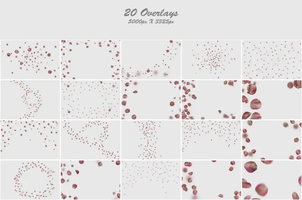 Aesthetic collage showcasing the beauty of pink and silver gold rose