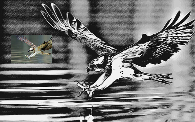 Real Drawing sketch of an Eagle drinking water