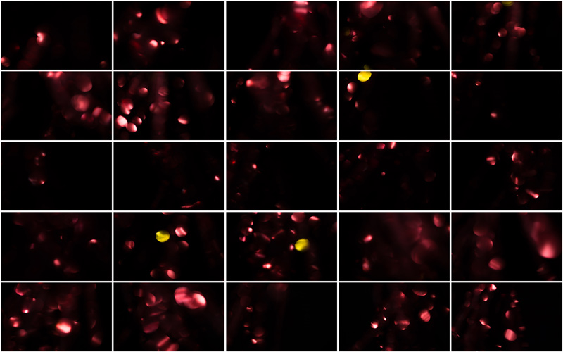 Harmonious fusion of red shades, invoking a sense of nature and harmony