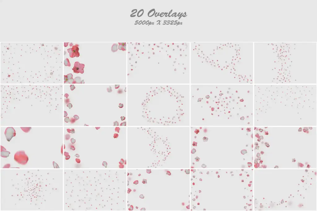 Soft Pink Petals & Flowers