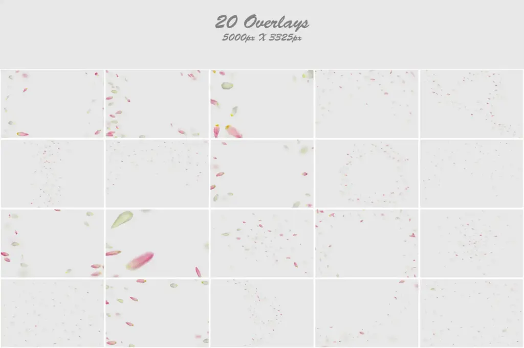 Mesmerizing display of delicate tulips, evoking a sense of serenity and charm