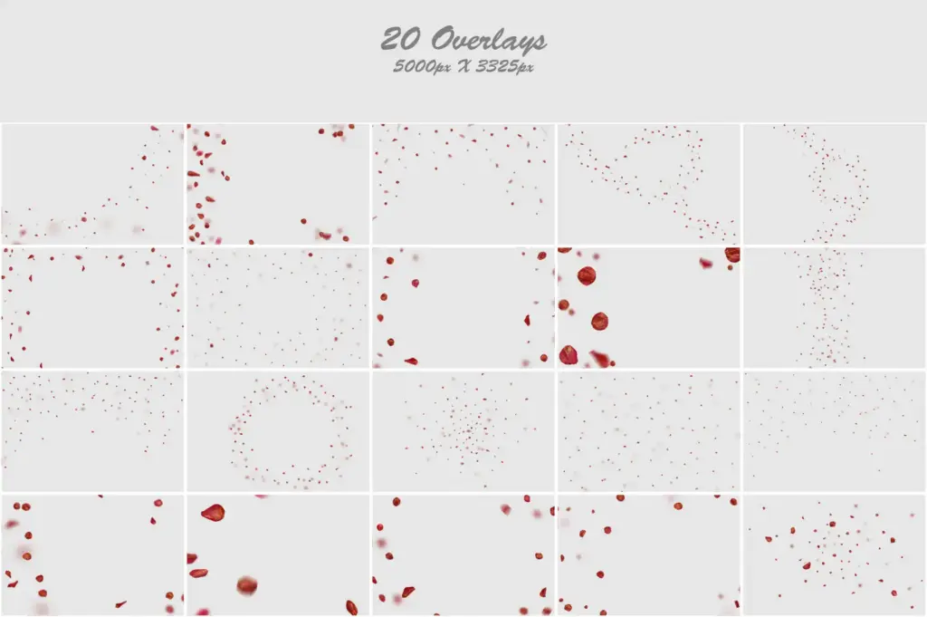 White tulip petals with soft and graceful curves