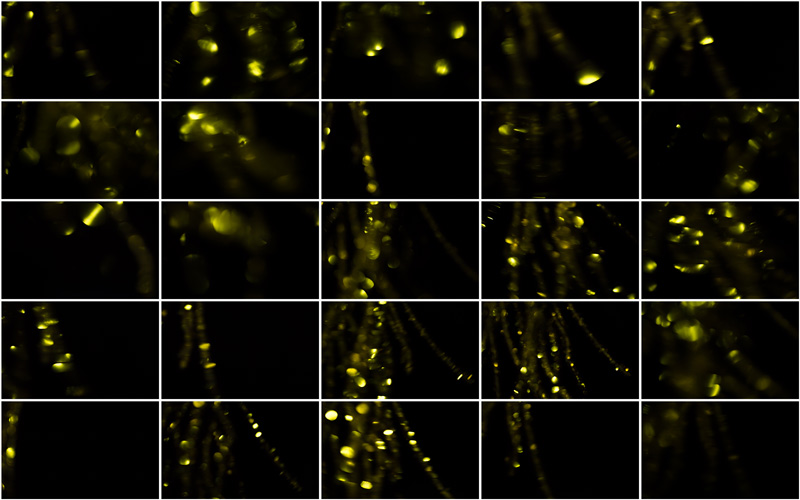 Harmonious fusion of gentle yellow shades, invoking a sense of nature and harmony