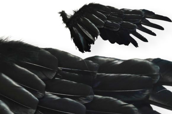 Image of a black wings