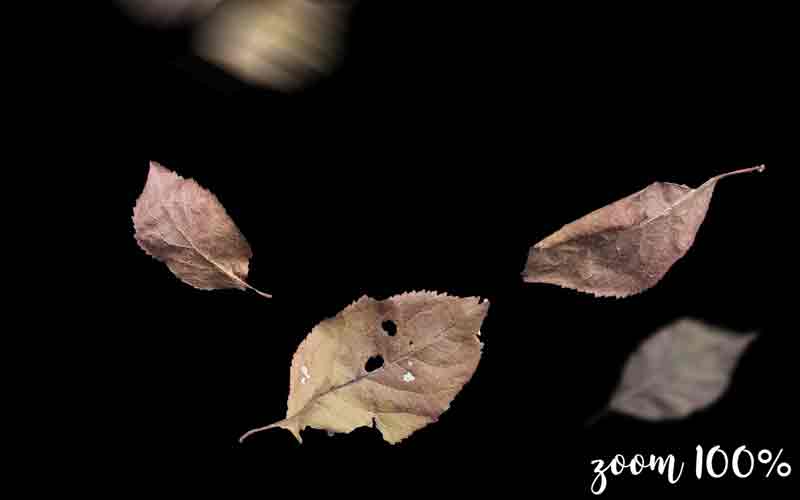 image of dry brown leaves.