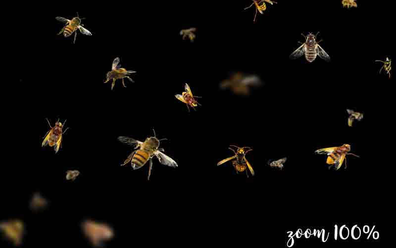 Images of Bees