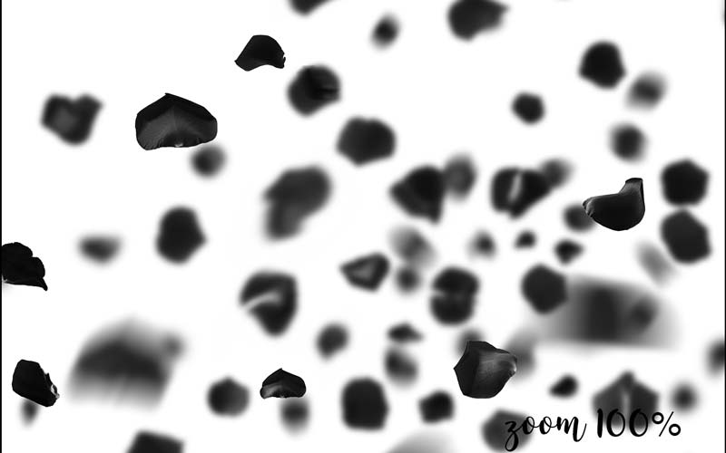 Image of black rose petals.