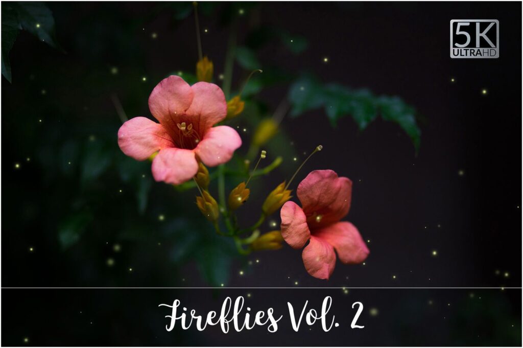 Light pink colored flower with orbs around it.