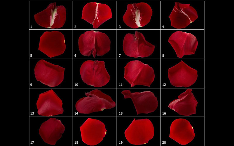 collage of 20 images of single rose petals.