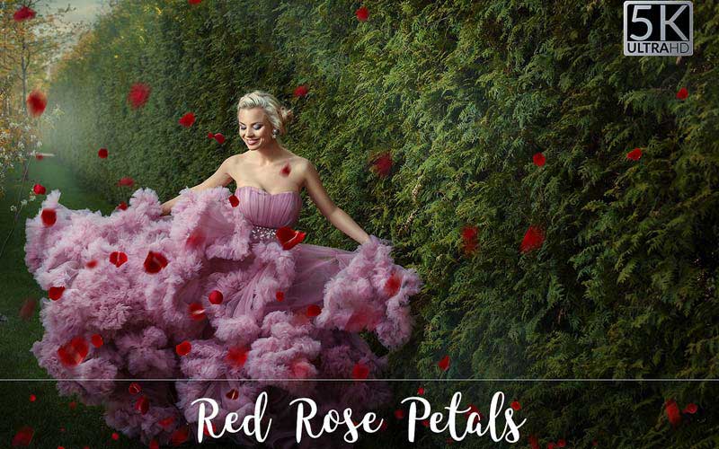 Woman in lilac dress surrounded by rose petals.