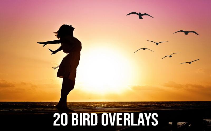 Sunset scenery with bird photo overlays